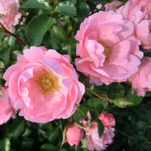 Gärtnerei - Rosa Sommerwind® - rosa - bodendecker rosen  - diskret duftend - Reimer Kordes - -